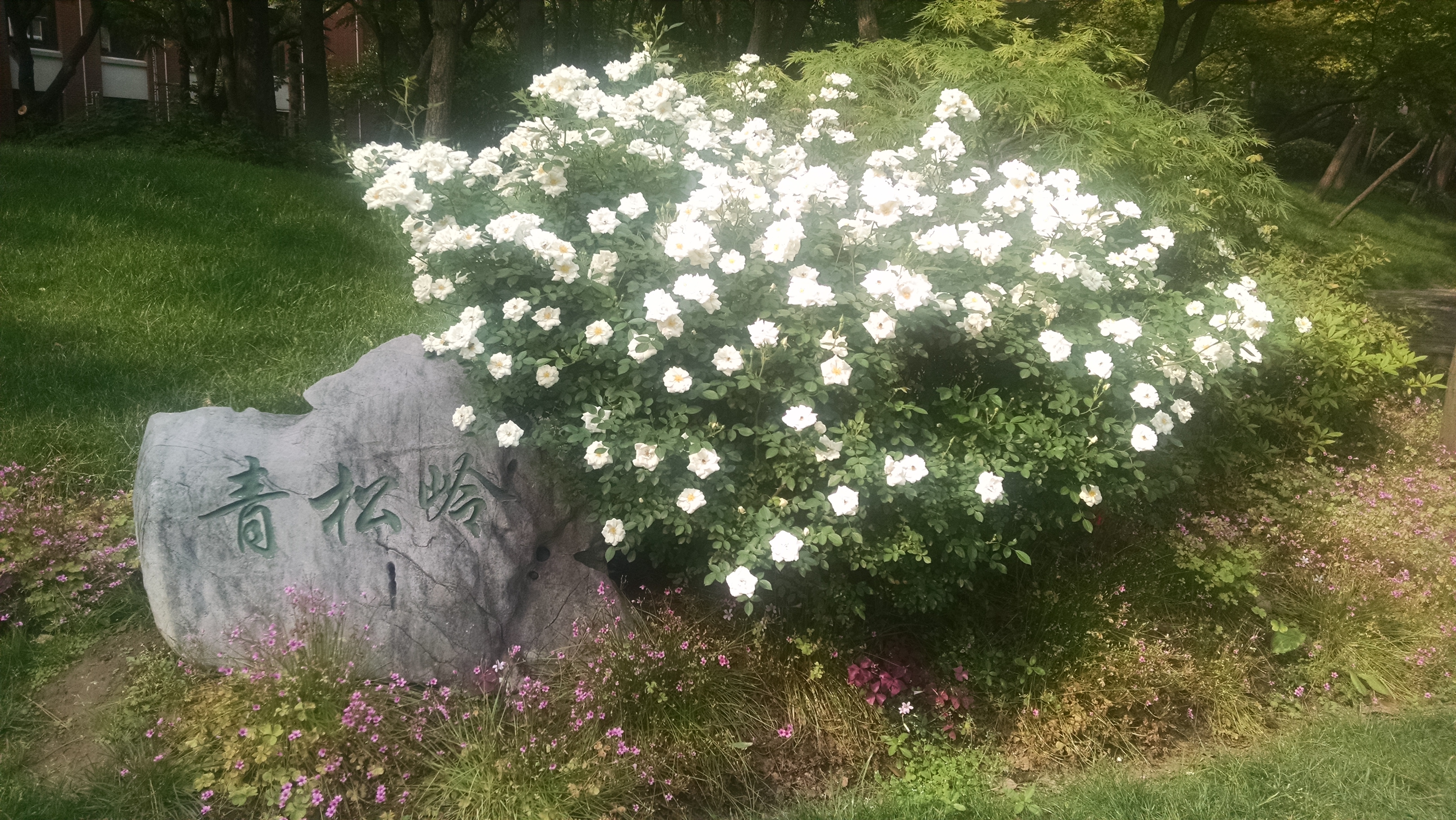 white flowers